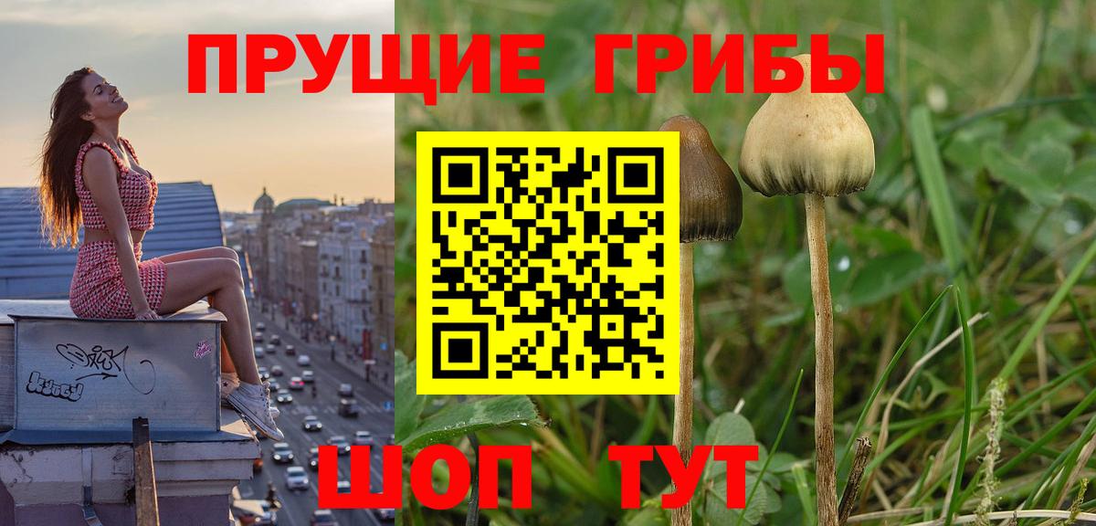 Бийск  Псилоцибиновые грибы GOLDEN TEACHER  Вход с VPN 